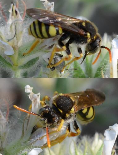 Réf. 236 155 : Nomada nobilis